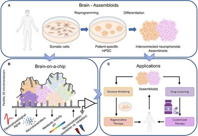 Brain-on-a-Chip: Dream or Reality?